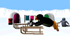 Pingu's Crazy Sledging